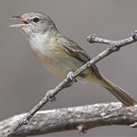 DCP_Page_01_Bird